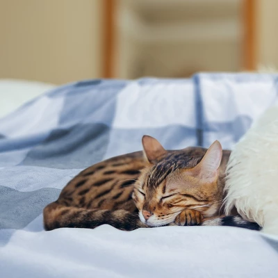 1 Pc 100% Microfiber Polyester Plaid Buffalo Checker Soft Fleece Sleeping Bed Blankets - PiccoCasa 4 1 Pc 100% Microfiber Polyester Plaid Buffalo Checker Soft Fleece Sleeping Bed Blankets - PiccoCasa - Image 2